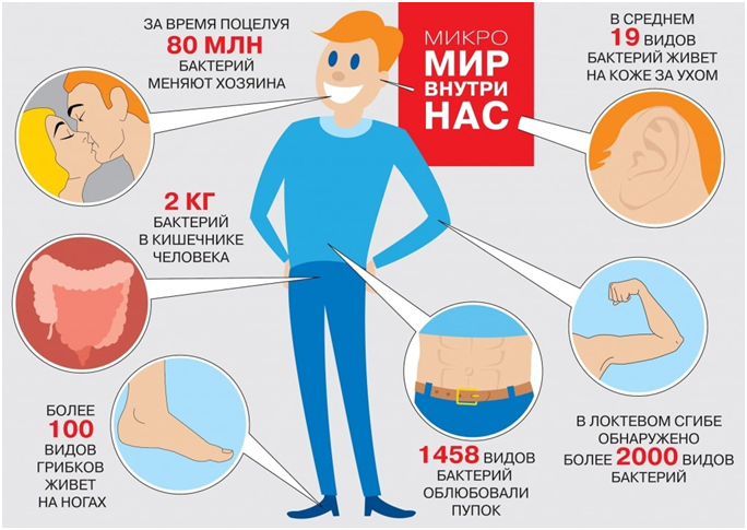 Количество бактерий в человеке